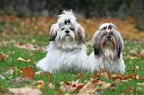 SHIH TZU 132